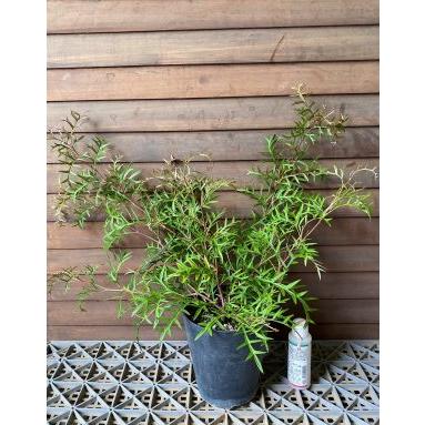 グレビレア ブロンズランバー 5寸鉢植え : 日本花卉ガーデンセンター