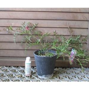 グレビレア ブロンズランバー 5寸鉢植え : 日本花卉ガーデンセンター