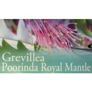 グレビレア プーリンダロイヤルマントル 5寸鉢植え : 日本花卉ガーデン