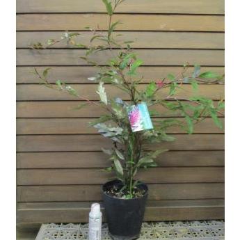 グレビレア プーリンダロイヤルマントル 5寸鉢植え : 日本花卉ガーデン