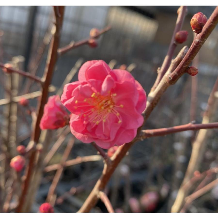 花梅 苗木 梅の木 梅の花（6寸鉢植え）八重寒紅梅：ヤエカンコウバイ