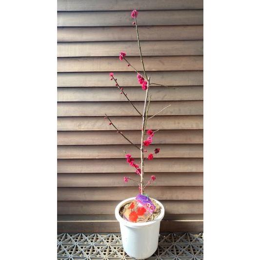 花梅 苗木 梅の木 梅の花（6寸鉢植え）鹿児島紅梅：カゴシマコウバイ