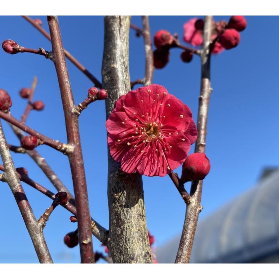 花梅 苗木 梅の木 梅の花（6寸鉢植え）鹿児島紅梅：カゴシマコウバイ
