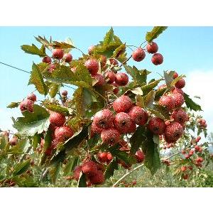 最大54 オフ 5寸鉢植え 食用大実サンザシ 北京 果樹苗