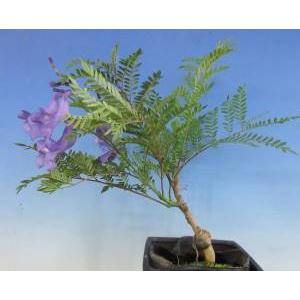 矮性ジャカランダ ワイセイジャカランダ 接ぎ木 7寸ポット植え 樹形が暴れています 蕾付きとは限りません Z 日本花卉ガーデンセンターyahoo 店 通販 Yahoo ショッピング