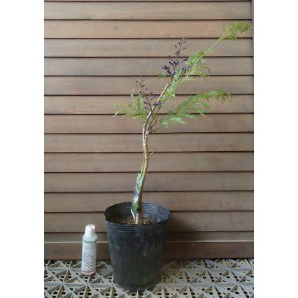 矮性ジャカランダ ワイセイジャカランダ 接ぎ木 7寸ポット植え 樹形が暴れています 蕾付きとは限りません Z 日本花卉ガーデンセンターyahoo 店 通販 Yahoo ショッピング