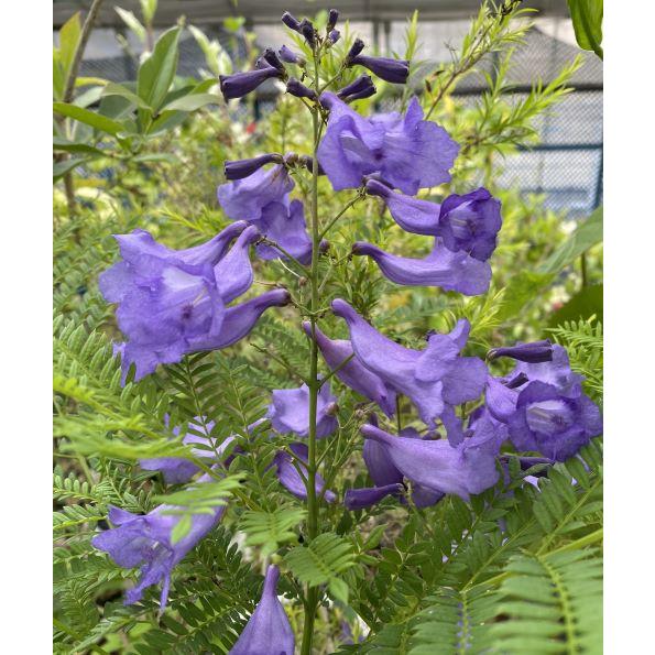 矮性ジャカランダ （ワイセイジャカランダ）接ぎ木（6寸ポット植え