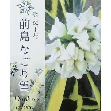 沈丁花　前島なごり雪　希少　タグ付き　斑入り 楽天市場】【現品】斑入り沈丁花（ジンチョウゲ） 前島「なごり雪」 5