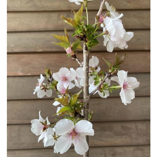 桜の木 桜の苗木 桜の花 (8寸鉢植え)三波川冬桜:サンバガワ 桜の木 桜の苗木 桜の花 (8寸鉢植え)三波川冬桜:サンバガワ