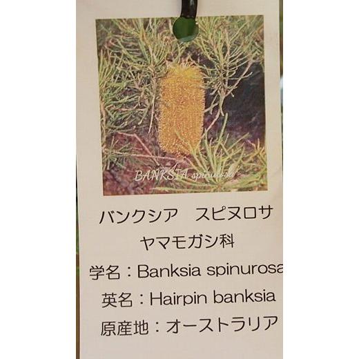 花付き バンクシア スピヌロサ（ヘアピンバンクシア）5寸鉢植え
