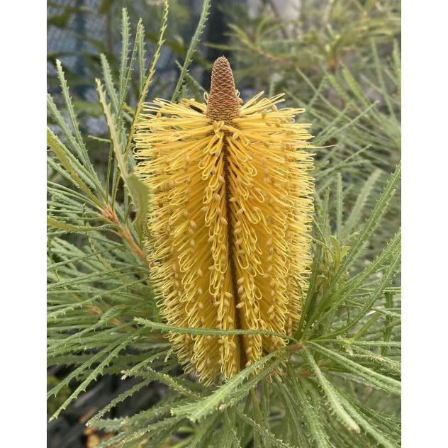 花付き バンクシア スピヌロサ（ヘアピンバンクシア）5寸鉢植え