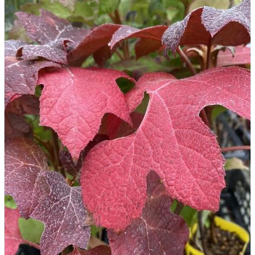 黄金葉カシワバアジサイ リトルハニー ：黄金葉柏葉紫陽花 : 日本花卉