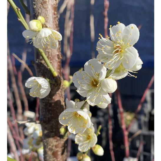 花梅 苗木 梅の木 梅の花 一重緑萼：ヒトエリョクガク(花梅） ハナウメ
