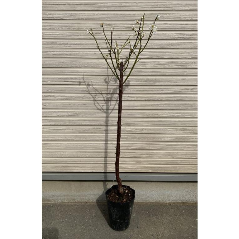 花梅 苗木 梅の木 梅の花 一重緑萼：ヒトエリョクガク(花梅） ハナウメ