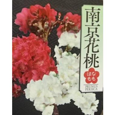 南京桃（南京花桃） 5号鉢：花桃 ナンキンハナモモ 苗木 苗 はなもも