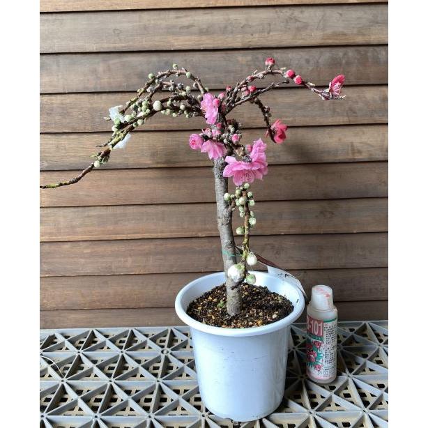 南京桃（南京花桃） 5号鉢：花桃 ナンキンハナモモ 苗木 苗 はなもも