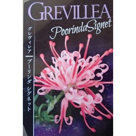 グレビレア プーリンダシグネット 4寸ポット植え : 日本花卉ガーデン