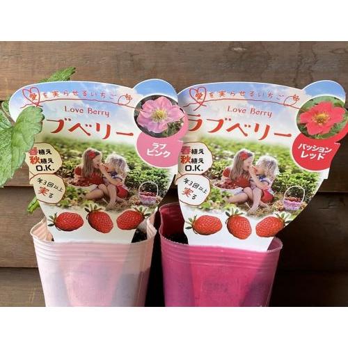 苺苗 ラブベリー 赤花とピンク花 2ポットセット 春植え・秋植えOK 1年