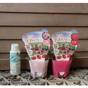 苺苗 ラブベリー 赤花とピンク花 2ポットセット 春植え・秋植えOK 1年