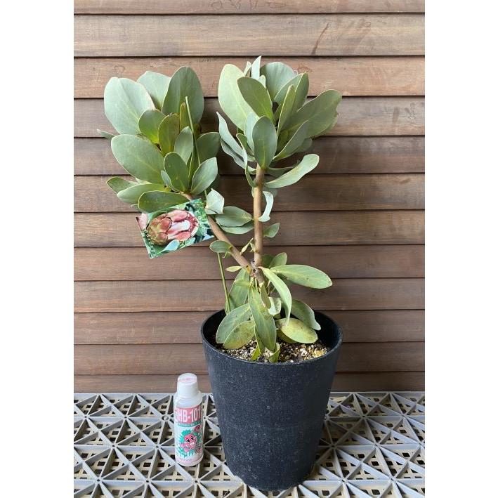 プロテア グランディセプス 6寸鉢植え （夏の暑さの影響で葉が痛んで