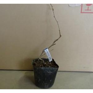 ツルウメモドキ苗 紫桜館山の花屋 | オンライン見積もり - 「ツルウメモドキ 9