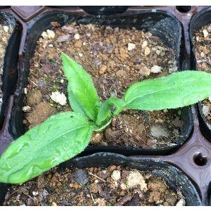 赤キクイモ 赤菊芋 １球ポット植 ２ポットセット 苗 種イモ 種芋