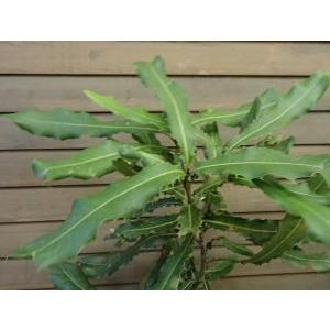 マカダミアナッツ 5寸鉢植え ：熱帯果樹苗 : 日本花卉ガーデンセンター