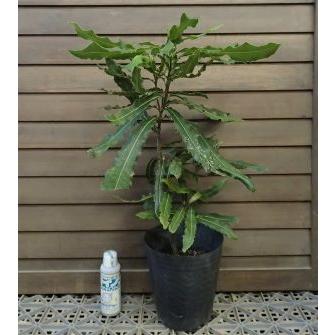 ☀【マカダミアナッツ取り木】 限定特別販売 バーディック 中上苗木開花しています マカダミアナッツ バーモント種 取り木苗 7号スリット鉢植え : 苗木部