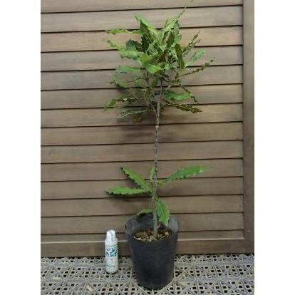マカダミアナッツ 5寸鉢植え ：熱帯果樹苗 : 日本花卉ガーデンセンター