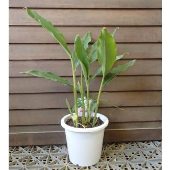 月桃　観葉植物 160センチ程度 s-084_1-19-1.jpg