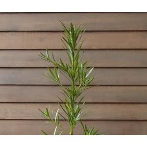 396円 訳あり ラカンマキ 羅漢槇 ５寸鉢植え