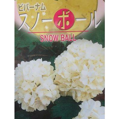 ビバーナム スノーボール 5寸鉢植え : 日本花卉ガーデンセンターYahoo