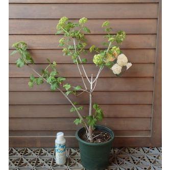 ビバーナム スノーボール 5寸鉢植え : 日本花卉ガーデンセンターYahoo
