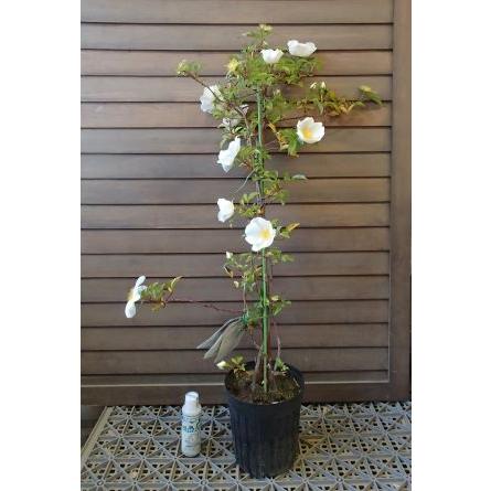大株 ナニワイバラ（難波薔薇） : 日本花卉ガーデンセンターYahoo!店