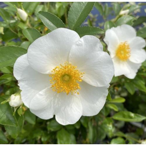 大株 ナニワイバラ（難波薔薇） : 日本花卉ガーデンセンターYahoo!店