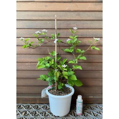 6寸鉢植え トゲナシブラックベリー：果樹苗 トゲなしブラックベリー