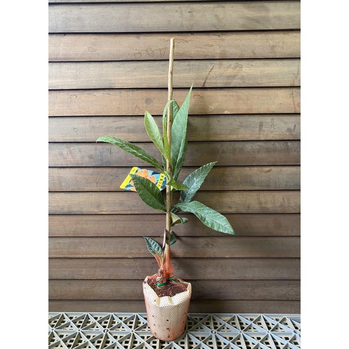 びわ苗木 春便り はるだより 楽天市場】びわ 苗木 【はるたより】 1