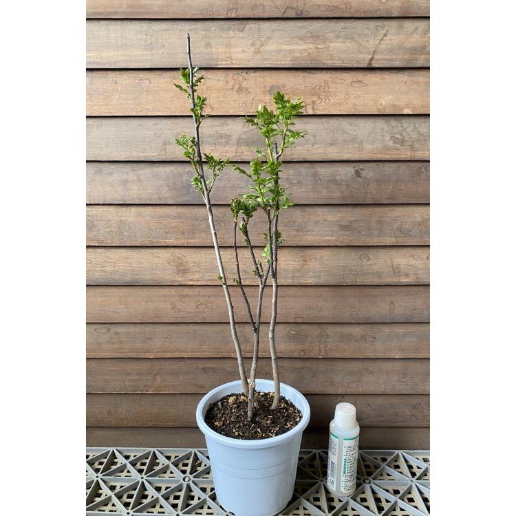山椒の木 山椒 苗 山椒の葉 5寸鉢植え 朝倉山椒（朝倉サンショウ