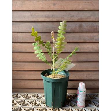 バンクシア バクステリー 5寸鉢植え (banksia baxteri) : 日本花卉