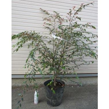 大株！7寸ポット植え】 カメリア エリナ カスケード PVP