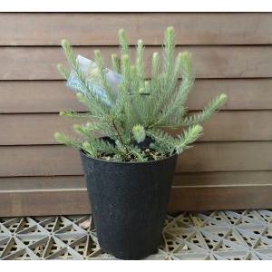 リュウカデンドロン ゴールデンファイヤーワークス（鉢植え）リューカ