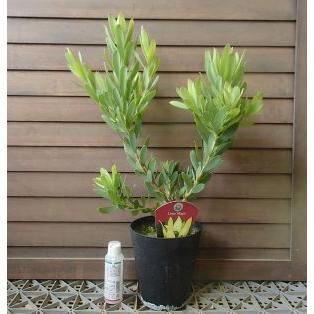 リュウカデンドロン ライムマジック （鉢植え） リューカデンドロン