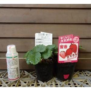 蜜香 強烈な甘さと香り！ イチゴ 2ポットセット （いちご苗）：果樹苗