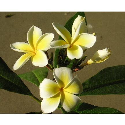 プルメリア レモンサンセット ｙ字立ち 6号スクエア鉢植え Z 日本花卉ガーデンセンターyahoo 店 通販 Yahoo ショッピング