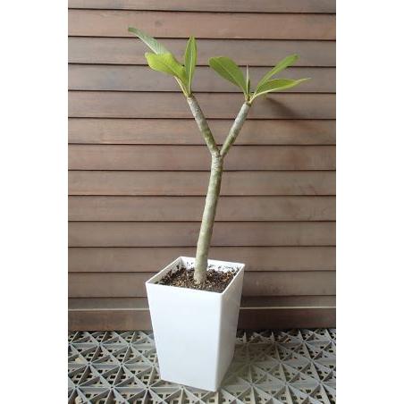 プルメリア（レモンサンセット）Y字立ち 6号スクエア鉢植え : 日本