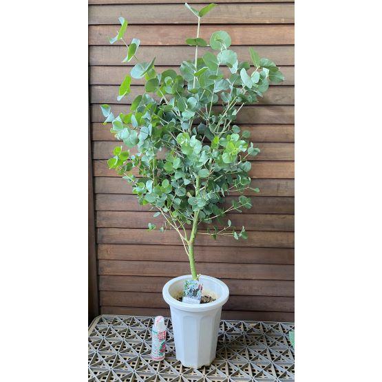 ユーカリ ゴニオカリックス 6寸鉢植え : 日本花卉ガーデンセンター