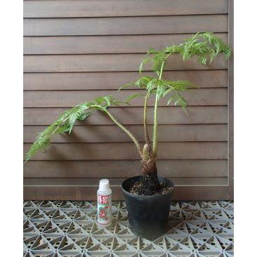 ヘゴの木 ヘゴシダ 5寸鉢植え大株 Z 日本花卉ガーデンセンターyahoo 店 通販 Yahoo ショッピング