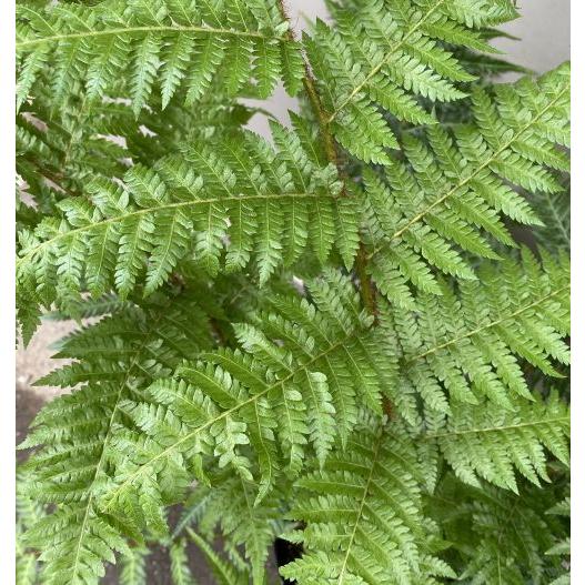ヘゴ クーペリー 8号鉢植え 大株 ヘゴの木（ヘゴシダ） : 日本花卉
