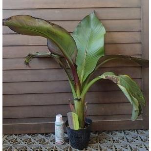 エンセテ マウレリー 4寸ポット植え ＊耐寒性有！お庭がリゾート