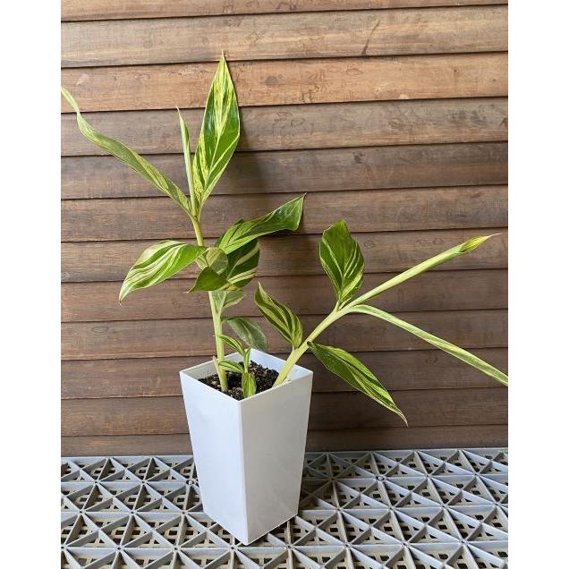 黄斑月桃 5寸スクエア鉢植え （キフゲットウ） 苗 苗木 : 日本花卉